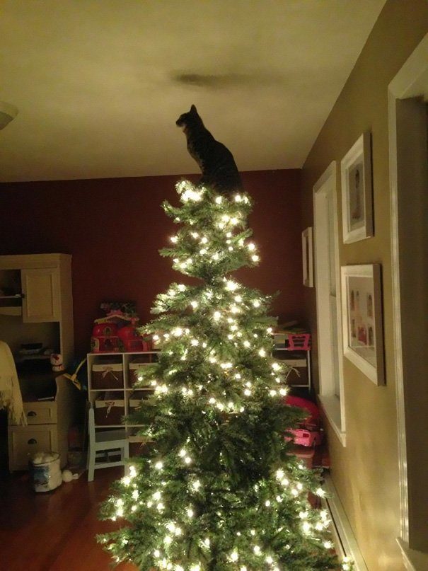 Secure The Christmas Tree