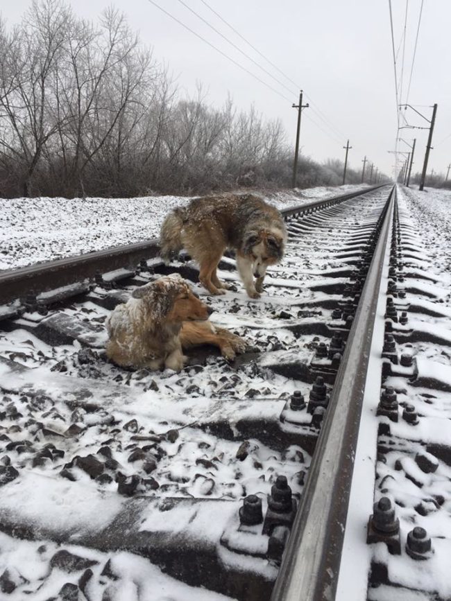 They stayed like this for two days before Denis Malafeyev found them.  He had gotten a call from a friend who saw them, and he wanted to help.  But he was horrified when he noticed a train speeding towards them.