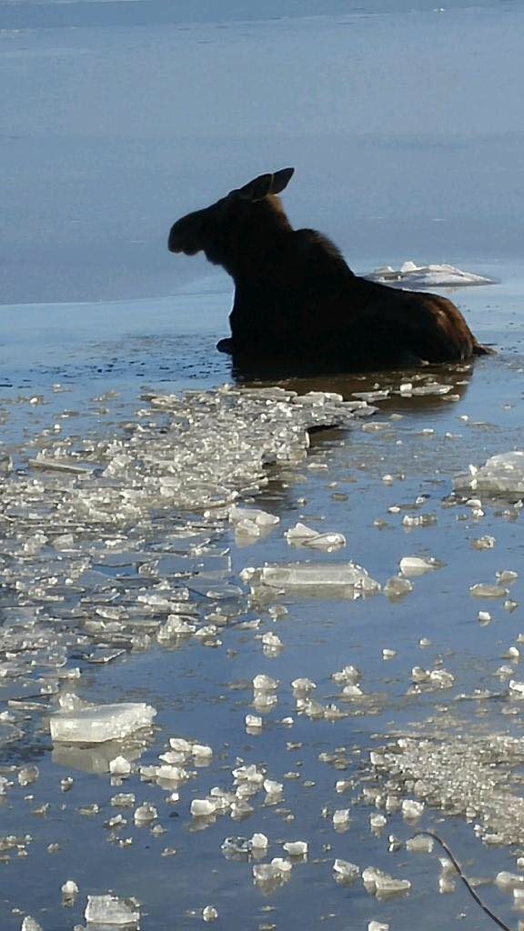 While trying to cross the frozen waters of Canada's Shediac River, a large female moose went through the ice. Despite her desperate attempts to free herself, the distressed animal was in need of a helping hand.