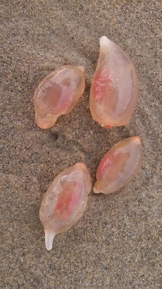 The mysterious organisms have been found along Huntington Beach in Califronia. Lifeguards believe that strong El Ni&ntilde;o tides washed them ashore.
