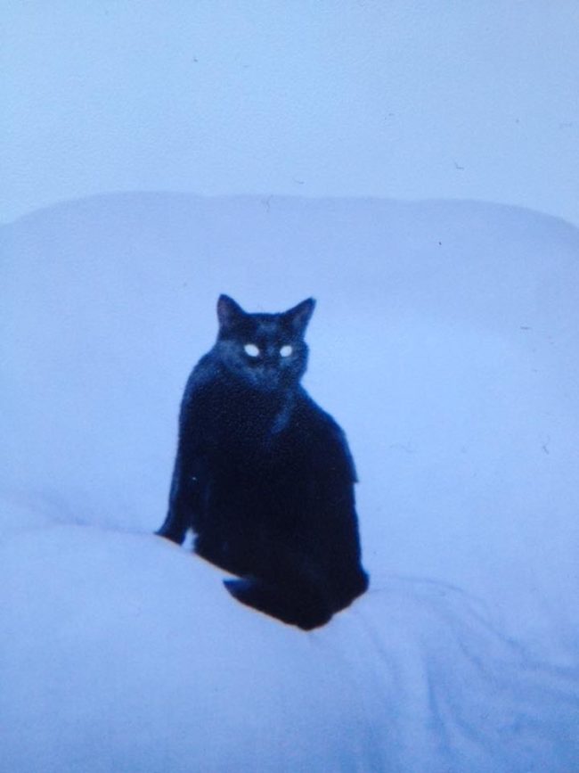 This is what Scrappy looked like at five years old. His black coat was shiny and dark, but soon after adopting him, David began to notice a change.