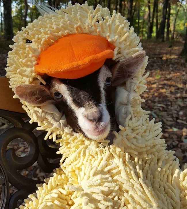 When she bought a child's duck costume for her baby goats, she had no idea that it would be the answer Polly's anxiety.