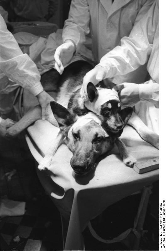 He created dicephalic, or two-headed dogs by transplanting the head and upper body of one onto the other, but they never survived for long.  He attempted this more than 20 times.