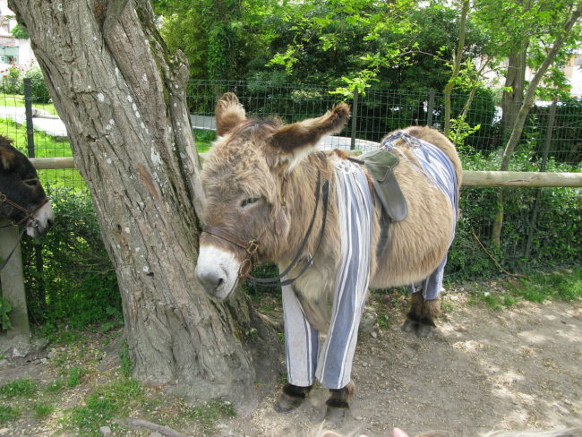 To stop mosquitoes and other bugs from biting their legs on the job, their owners made pants out of old fabric and put them on the donkeys every day  before they started working.