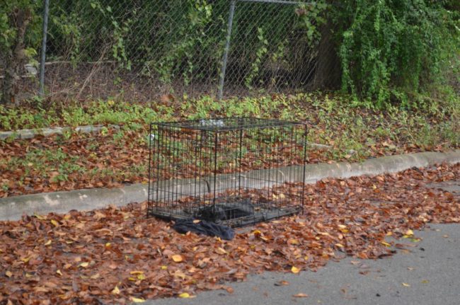 As Wagner approached the crate, she was certain that the dog inside was dead. Then, she noticed that it was breathing.