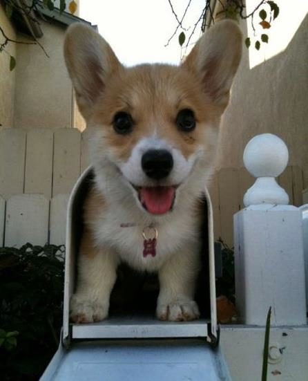 Some pups are excited to see the mailman. This little corgi was eager to say hello!