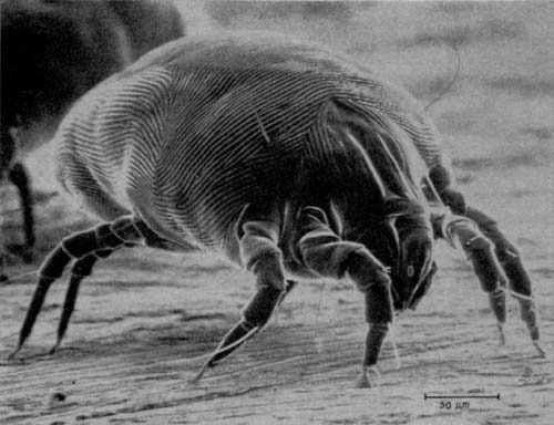 Not only do we leave bodily fluids behind, but we also shed flakes of our skin every day that dust mites love to chow down on.  And if you like snacking in bed, chances are that you're dropping food particles.  