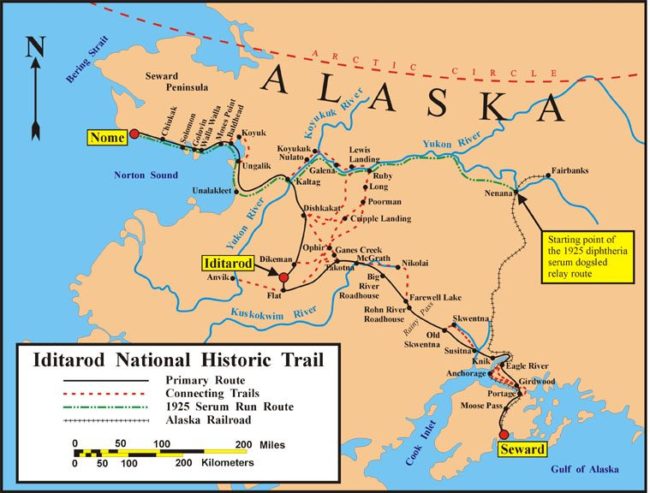 Though the serum was able to be transported by train from Anchorage to Nenana, it was still hundreds of miles away.  City officials decided that their only chance to get the medicine in time would be to break up the journey between multiple sled dog teams made up of 20 mushers and 150 dogs.