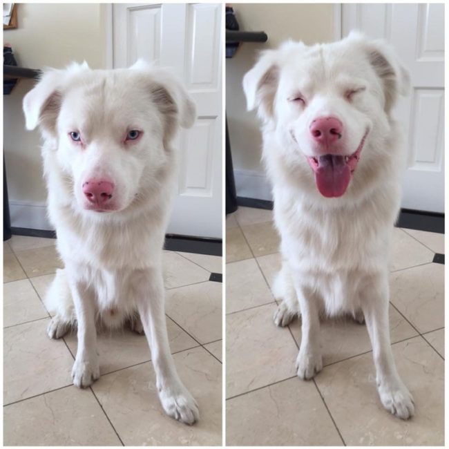 When this deaf dog's owner signed "good boy," he couldn't help but smile.