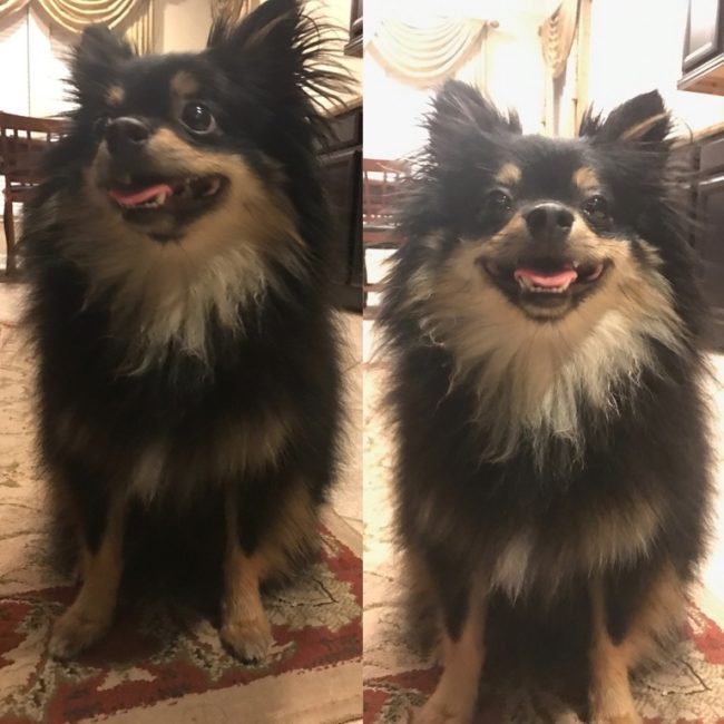 This little pupper has been waiting all day to hear those two magic words. 