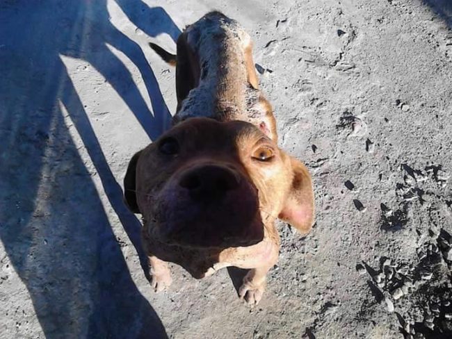 When volunteers found the stray dog they later named Felipe, he was on the brink of starvation. Combined with infected wounds and a bad case of mange, it looked like he didn't have much longer.