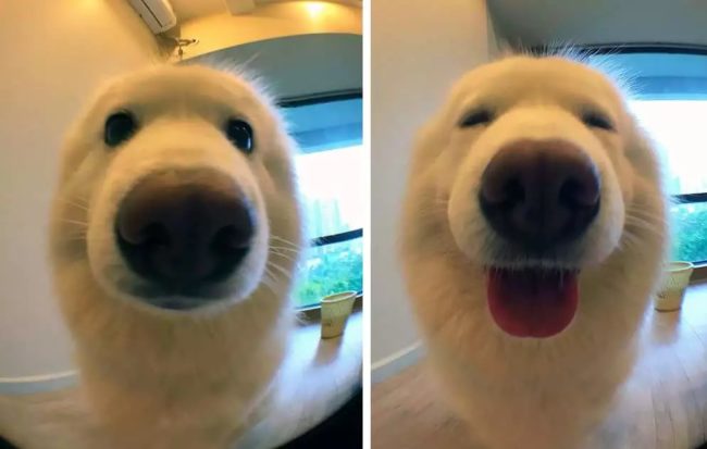 Is this a dog or a polar bear? Either way, he's a good boy!