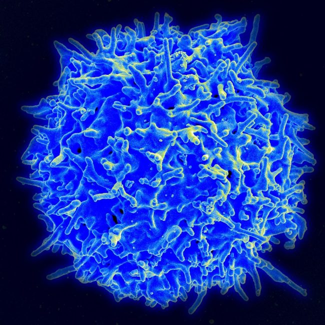 "An immune response also uses hydrogen  peroxide to make T cells move to the damage," <a href="http://gumc.georgetown.edu/news/sunlight-offers-surprise-benefit-it-energizes-infection-fighting-t-cells" target="_blank">says</a> Gerard Ahern, PhD, the author of the study.  &ldquo;This all fits together.&rdquo;