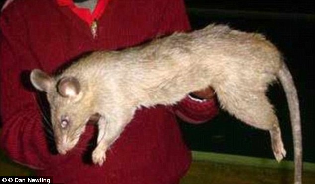 A giant rat in South Africa, much like the ones which are thought to have killed the three-month-old infant at the weekend