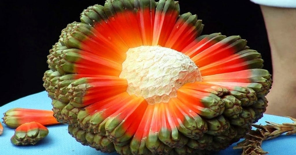 20-of-the-rarest-exotic-fruits-you-ve-never-heard-of-funny-stories-on