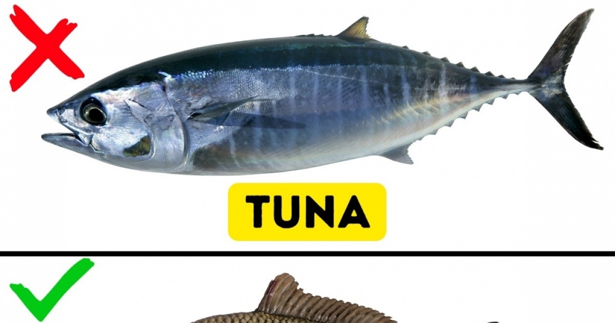 9 Kinds of Fish You Shouldn’t Eat Funny Stories On The