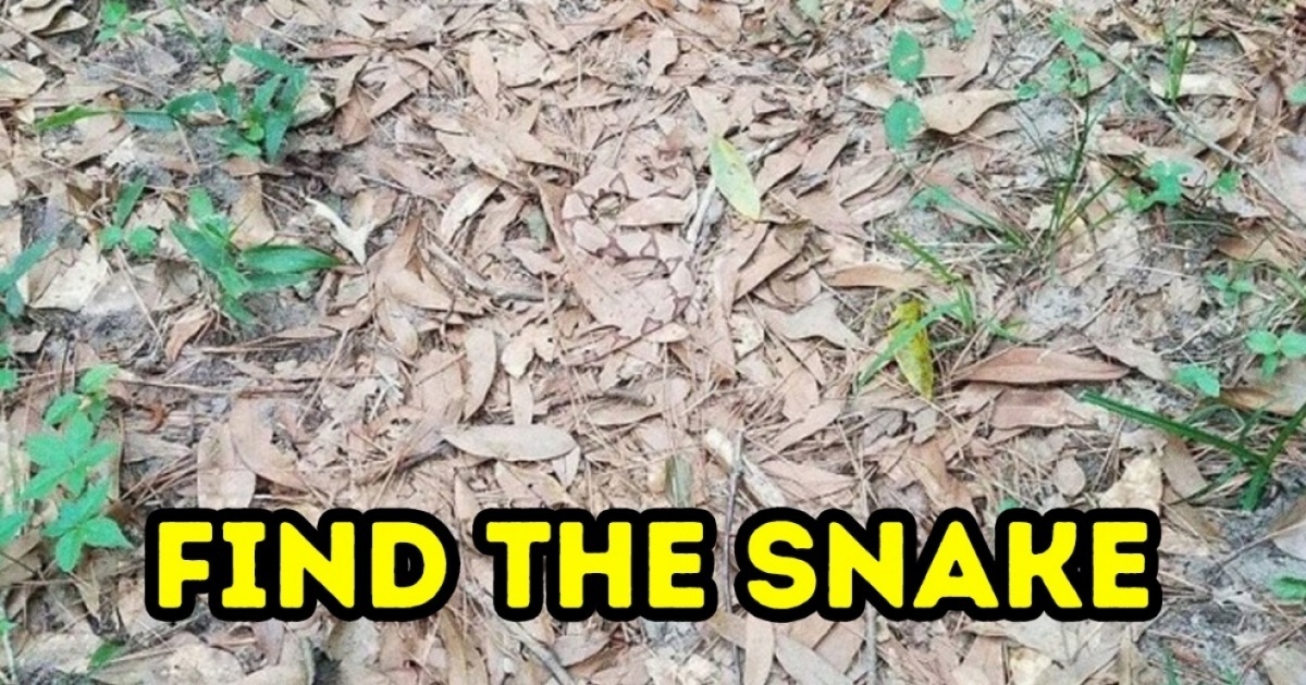 We Bet You Can’t Find All the Animals in These Photos – Funny Stories